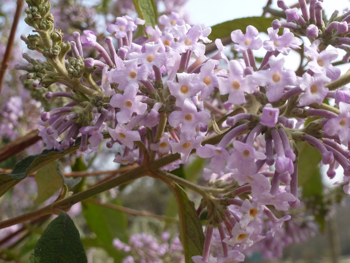 Buddleja officinalis in Blüte