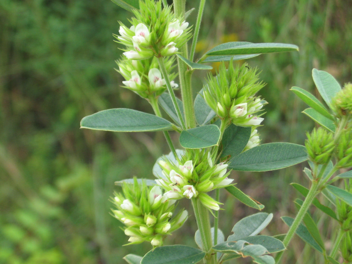 Lespedeza capitata in Blüte